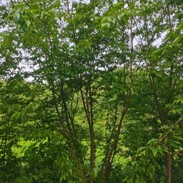 小规格丛生朴树原生拼栽5杆3-5公分丛生朴树