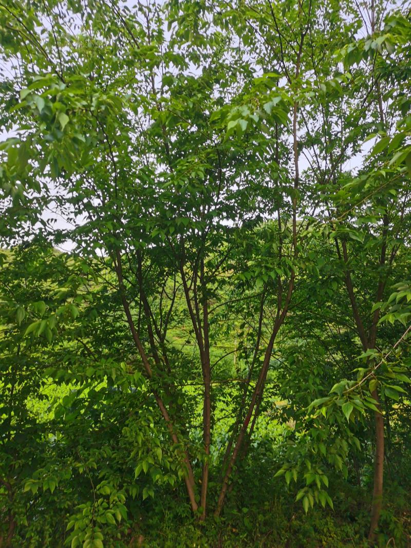小规格丛生朴树原生拼栽5杆3-5公分丛生朴树