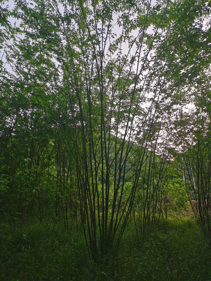 小规格丛生朴树原生拼栽5杆3-5公分丛生朴树