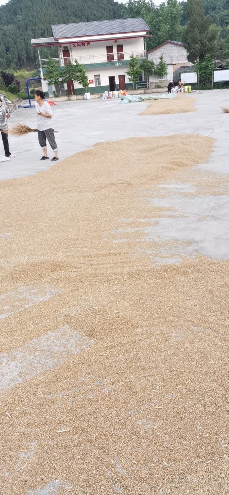 2021新麦子