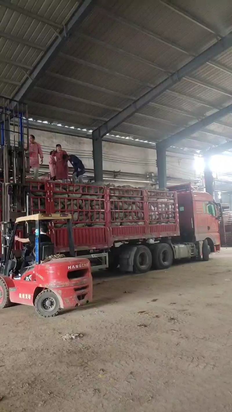 新鲜次品胡萝卜养殖用，加工厂脱水蔬菜，全年供应