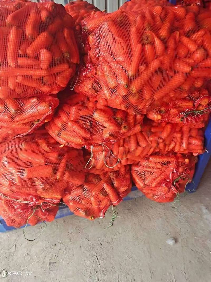 新鲜次品胡萝卜养殖用，加工厂脱水蔬菜，全年供应