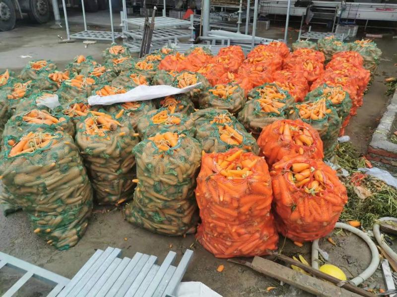 新鲜次品胡萝卜养殖用，加工厂脱水蔬菜，全年供应