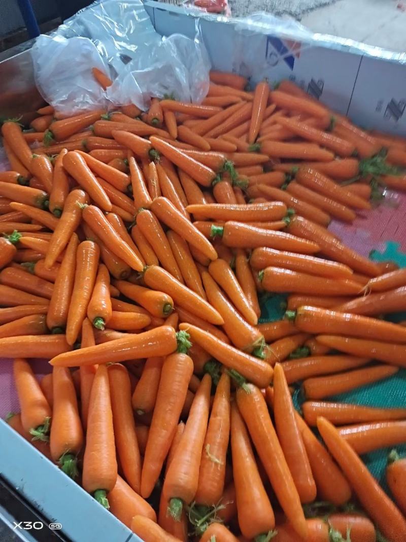 新鲜次品胡萝卜养殖用，加工厂脱水蔬菜，全年供应
