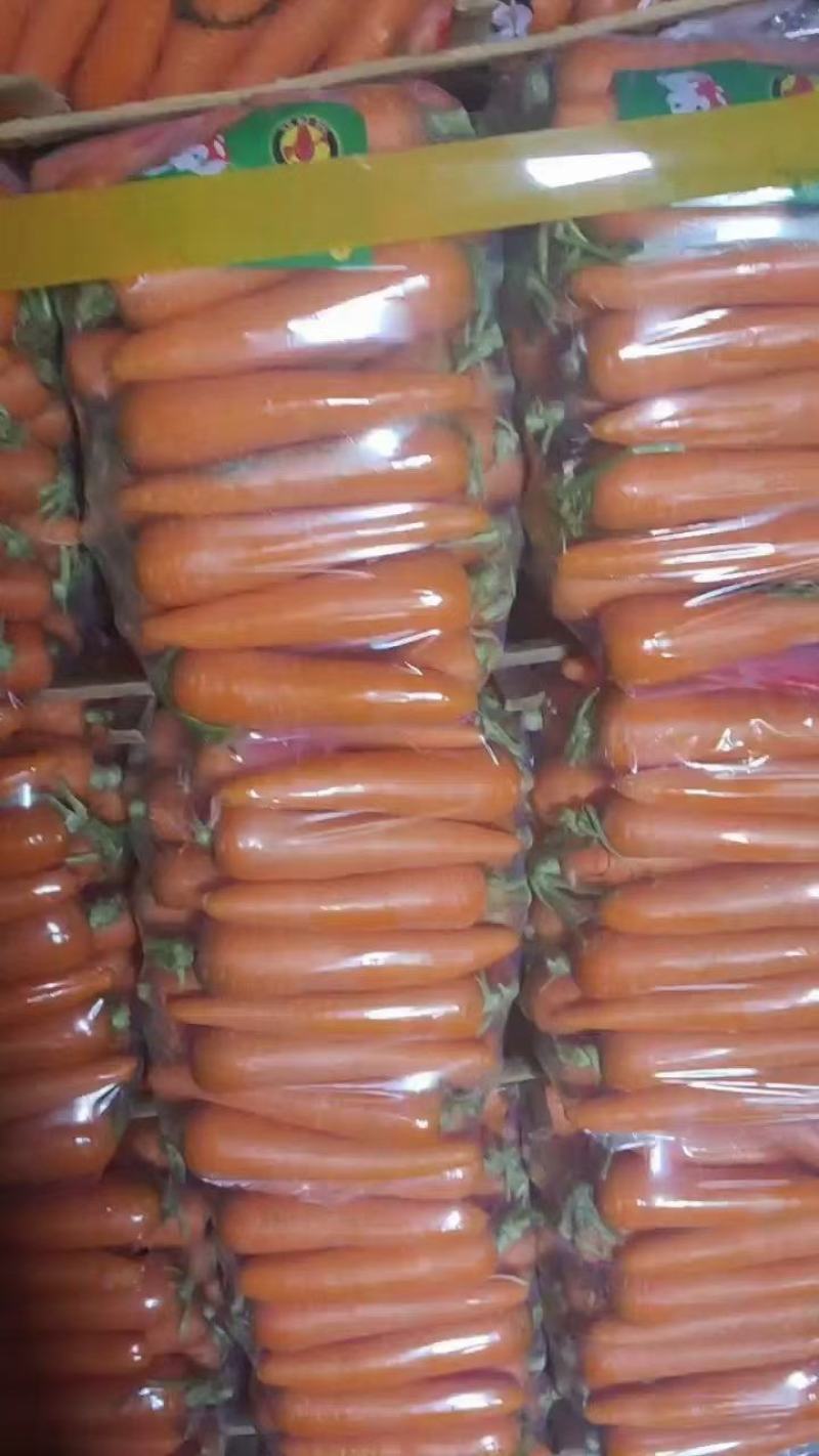 新鲜次品胡萝卜养殖用，加工厂脱水蔬菜，全年供应