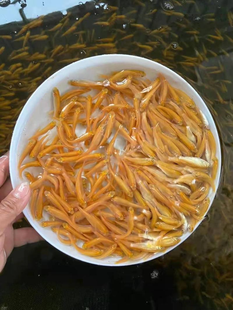 广州又一间鱼苗场批发金丝鲩苗，俄罗斯金草鱼苗，金草鱼苗