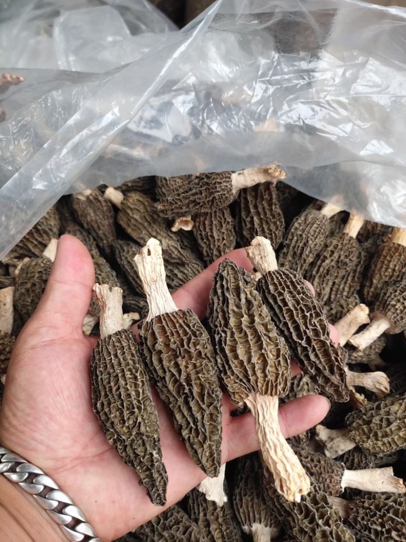 羊肚菌云南源头产地一手货源干货产地直发一件代发