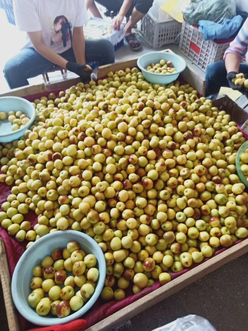 陕西冬枣价格，冬枣上市批发一件代发货源充足，诚信代办