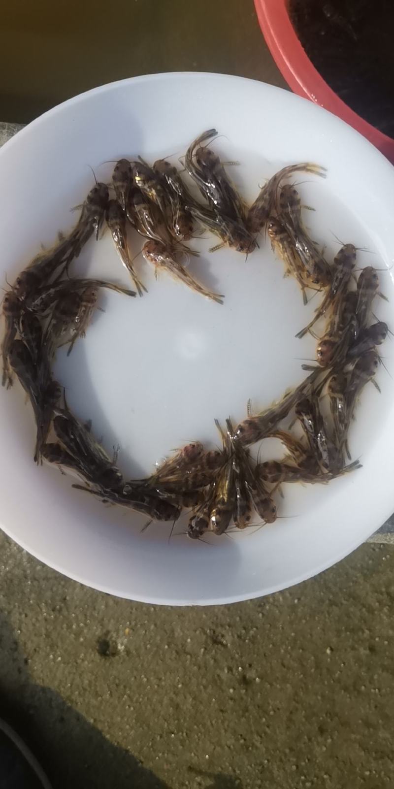 广州又一间鱼苗场批发黄颡鱼苗，黄骨鱼苗，黄优一号鱼黄