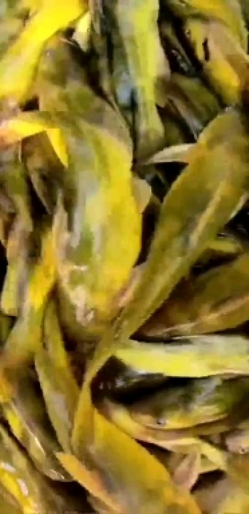 广州又一间鱼苗场批发黄颡鱼苗，黄骨鱼苗，黄优一号鱼黄