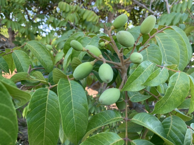 橄榄新橄榄一件代发橄榄果