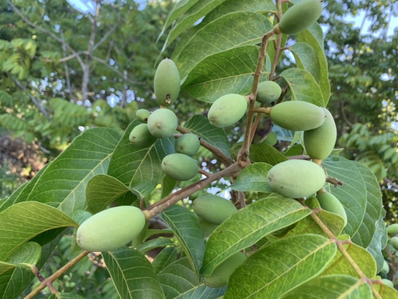 橄榄新橄榄一件代发橄榄果