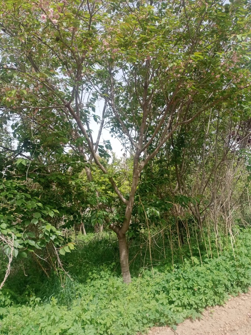 樱花