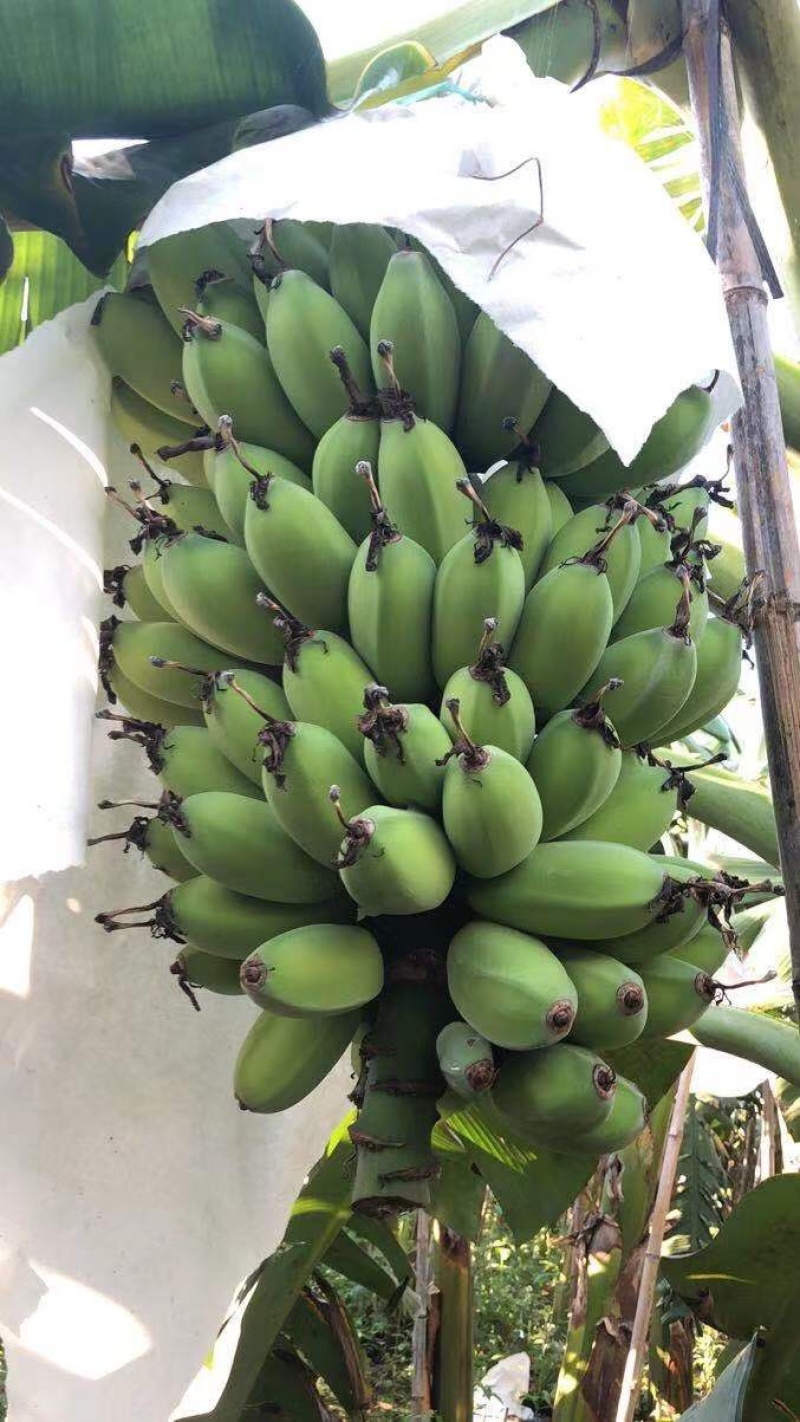 精苹果蕉