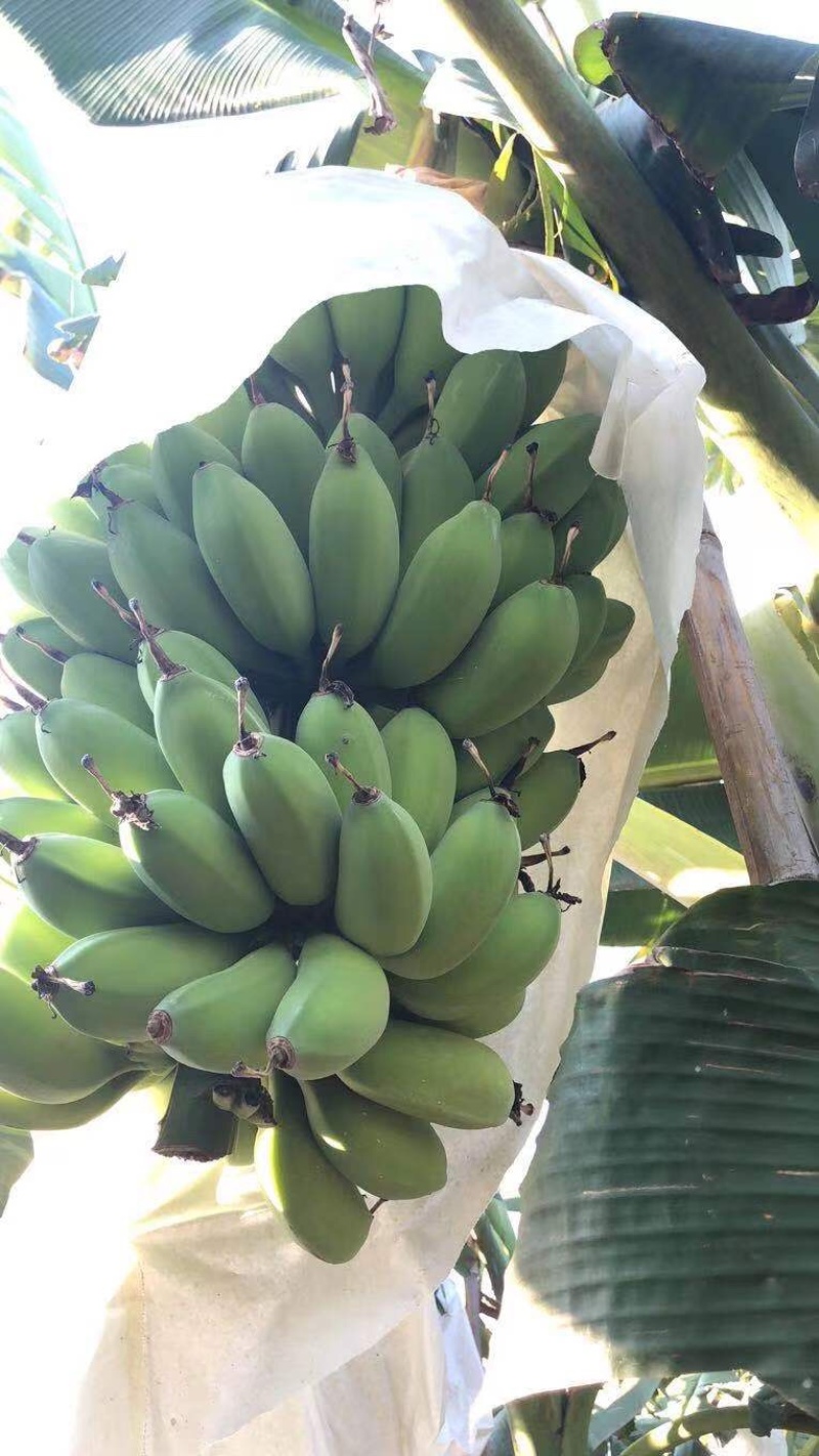 精苹果蕉