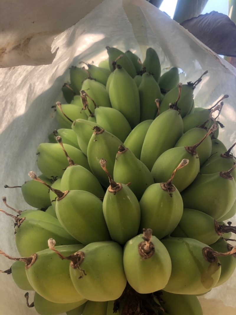 精苹果蕉