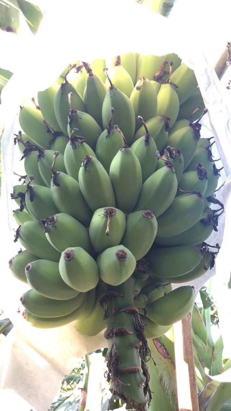 精苹果蕉