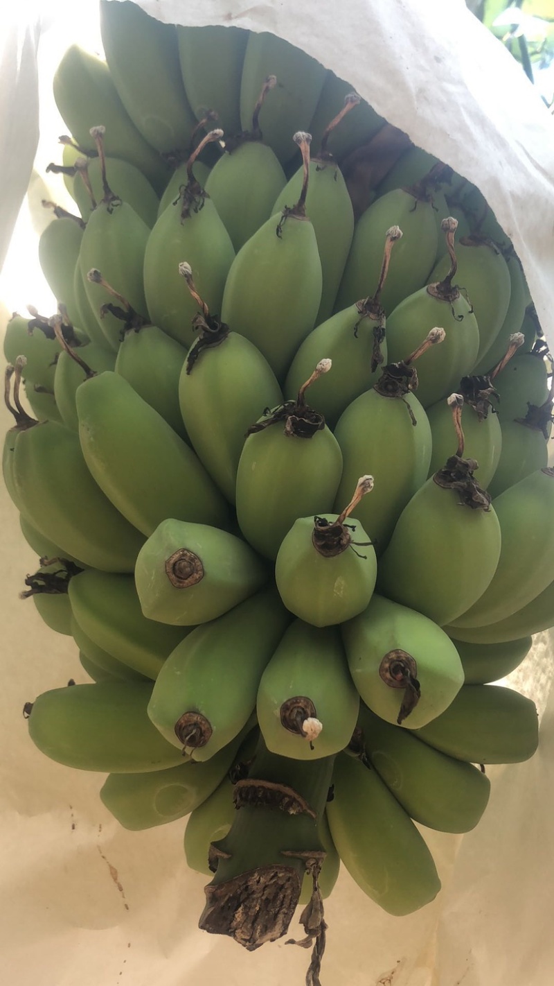 精苹果蕉