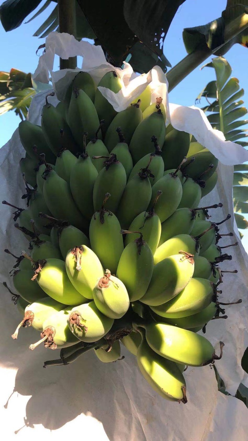 精苹果蕉