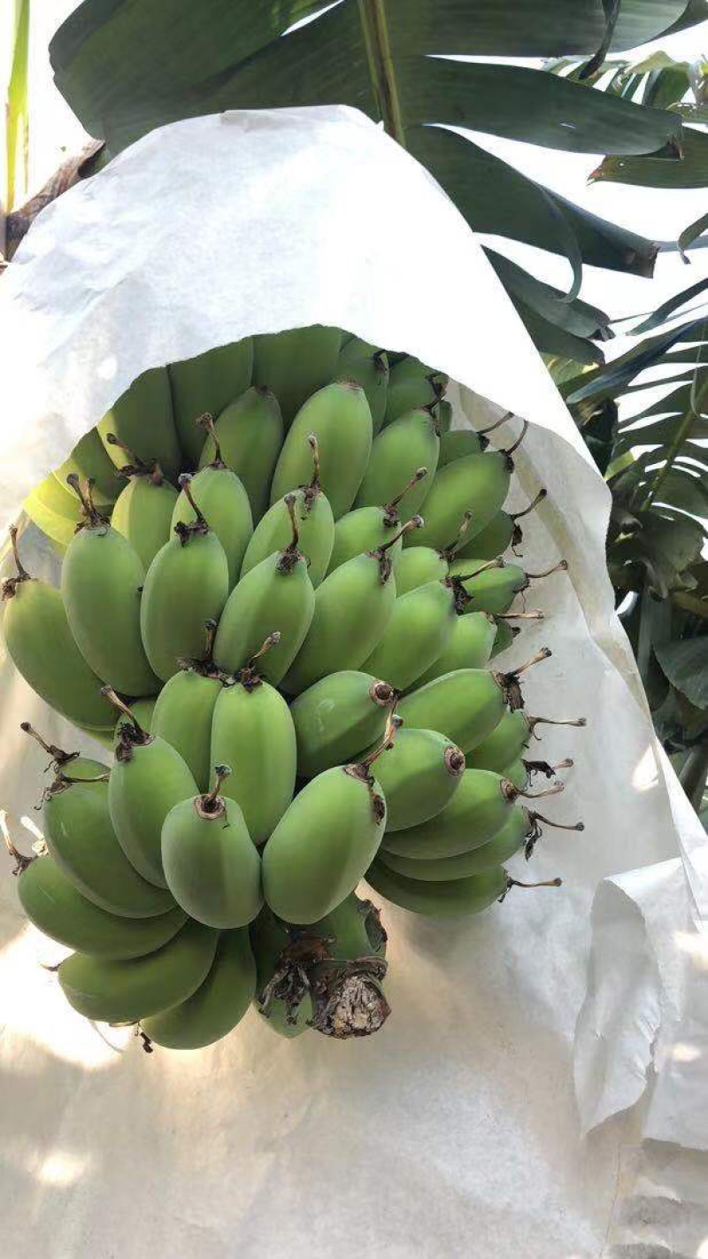 精苹果蕉