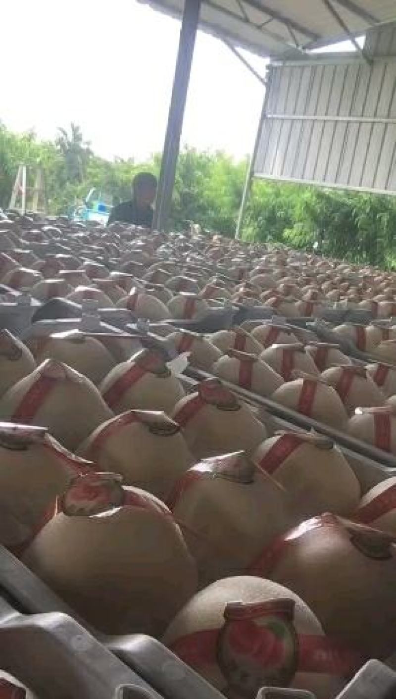 白桃白凤新沂水蜜桃产地直发，专业代办，批发，整车，空运