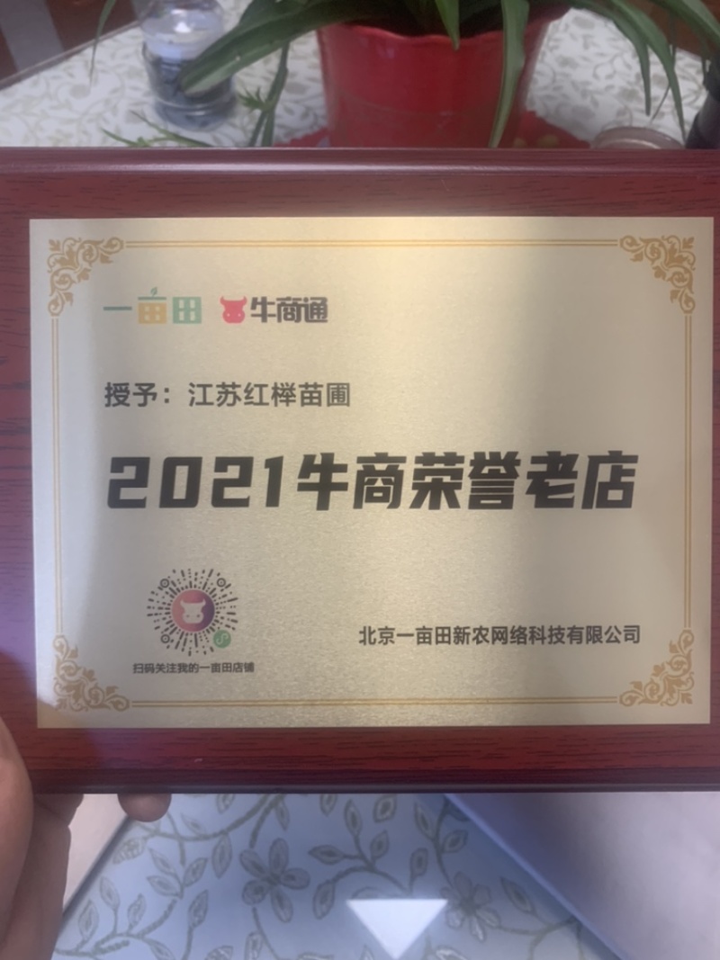 朴树小苗高度1.4_2.3米，朴树，二年生朴树3米左右
