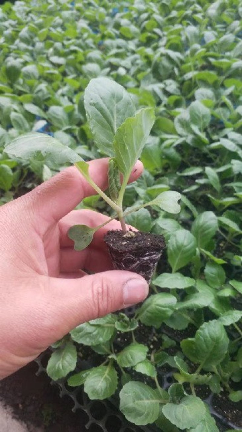 韩绿甘蓝苗耐热绿甘蓝苗包菜苗大头菜种苗耐高温不裂