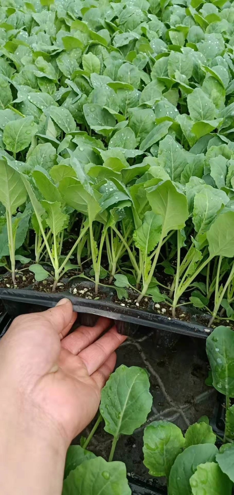 韩绿甘蓝苗耐热绿甘蓝苗包菜苗大头菜种苗耐高温不裂