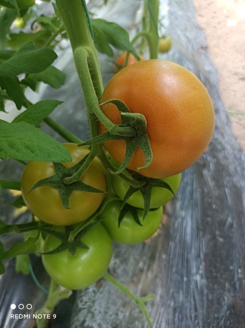 齐达利西红柿