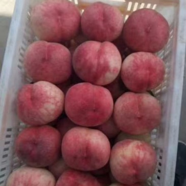 美脆