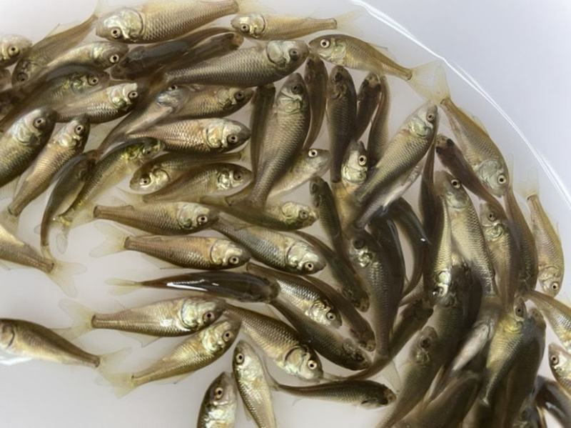 鲤鱼苗，小鱼苗，放生鱼苗，活体鱼苗，已打疫苗，成活率高