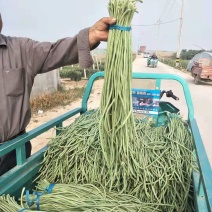精品长豆角大量上市中产地实力代办直发