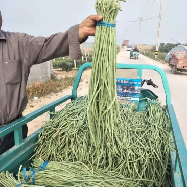 精品长豆角大量上市中产地实力代办直发