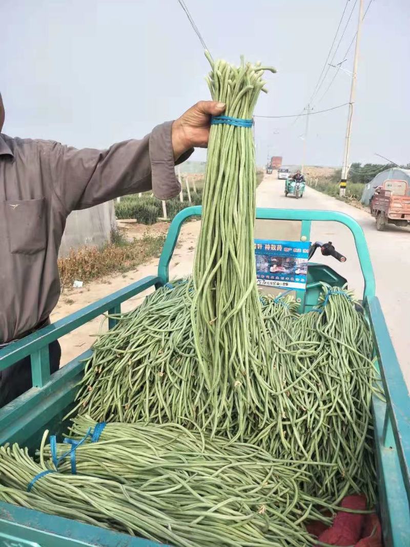 精品长豆角大量上市中产地实力代办直发