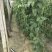 精品长豆角大量上市中产地实力代办直发