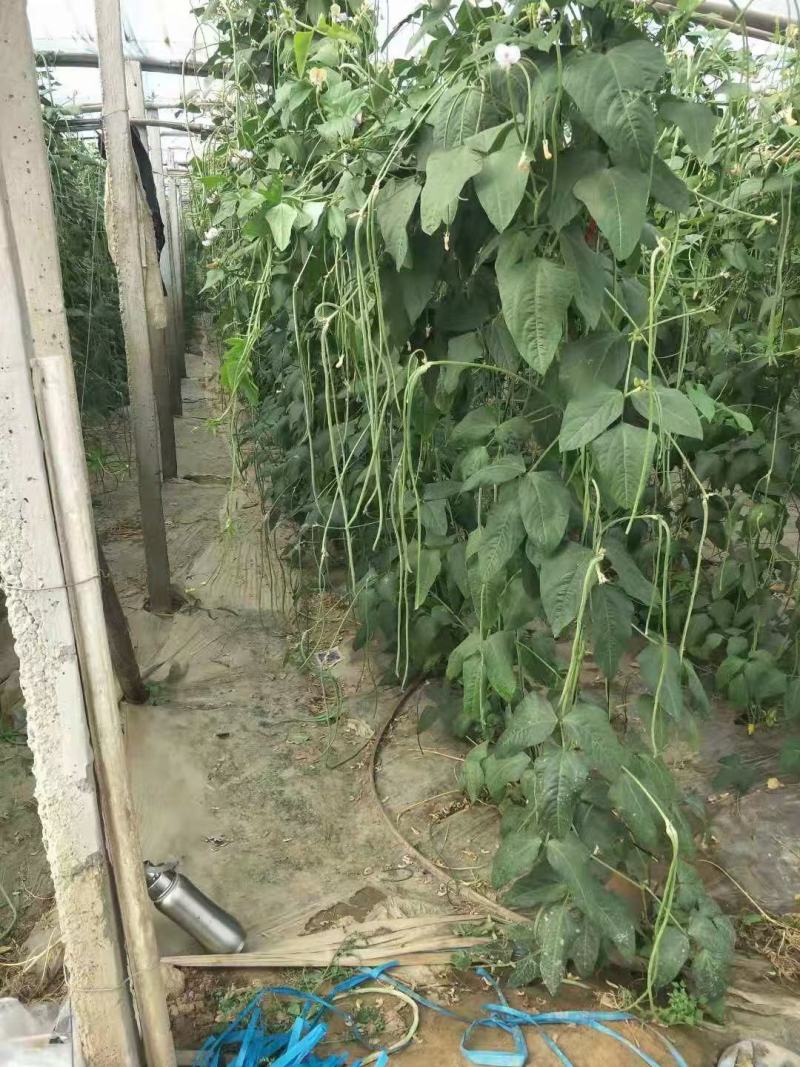 精品长豆角大量上市中产地实力代办直发