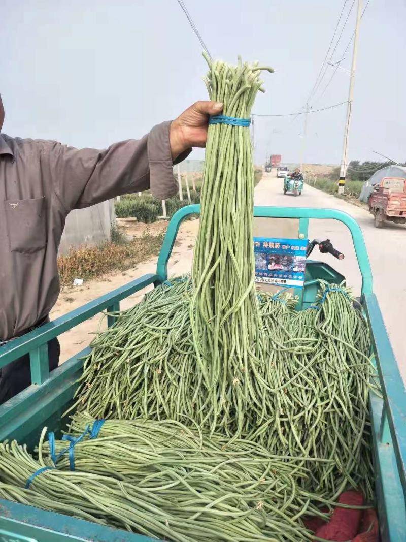 精品长豆角大量上市中产地实力代办直发