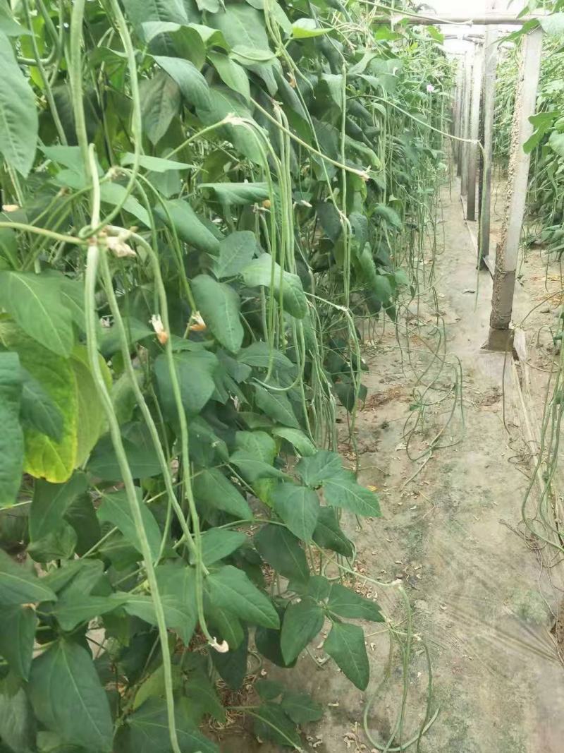 精品长豆角大量上市中产地实力代办直发