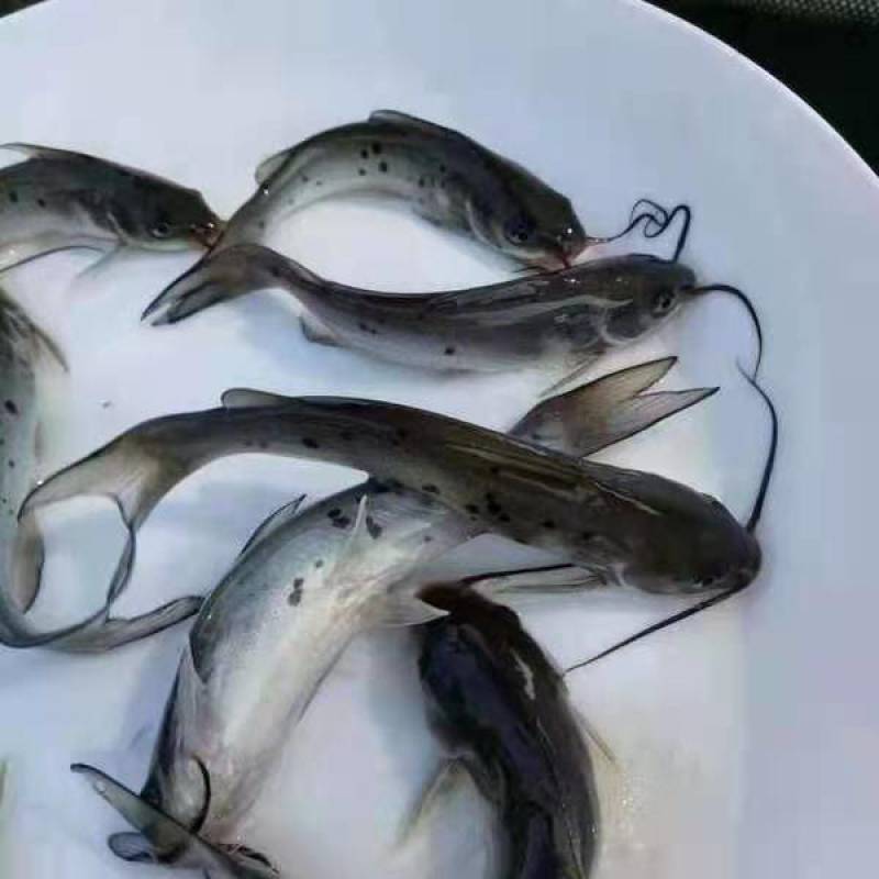 叉尾鱼苗，小鱼苗，活体鱼苗，放生鱼苗，已打疫苗，成活率高