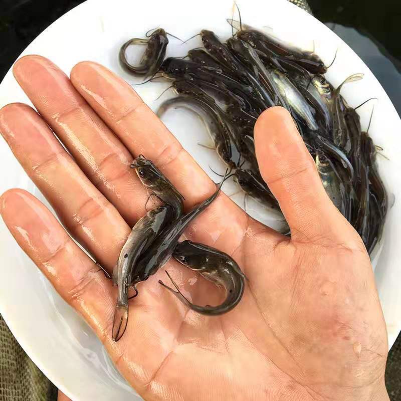 叉尾鱼苗，小鱼苗，活体鱼苗，放生鱼苗，已打疫苗，成活率高