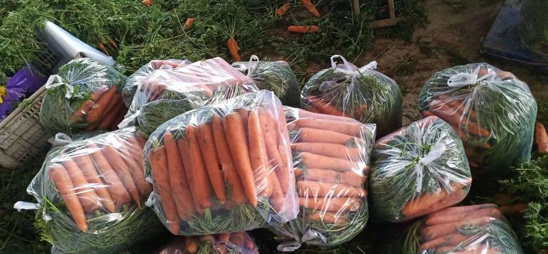 优质胡萝卜一手货源产地直供市场电商超市各种品类包装。