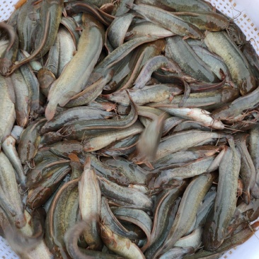 塘角鱼，塘鲺鱼苗，本地塘鲺，小鱼苗，活体鱼苗，放生鱼苗