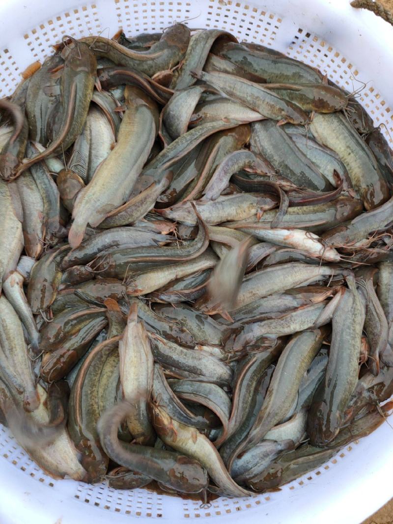 塘角鱼，塘鲺鱼苗，本地塘鲺，小鱼苗，活体鱼苗，放生鱼苗
