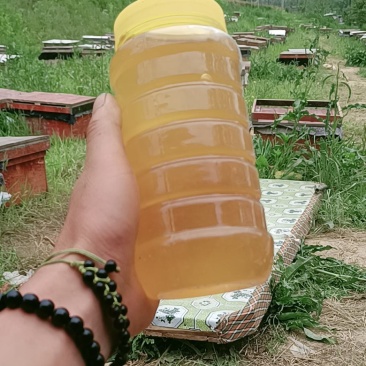 岷县黄芪土蜂蜜