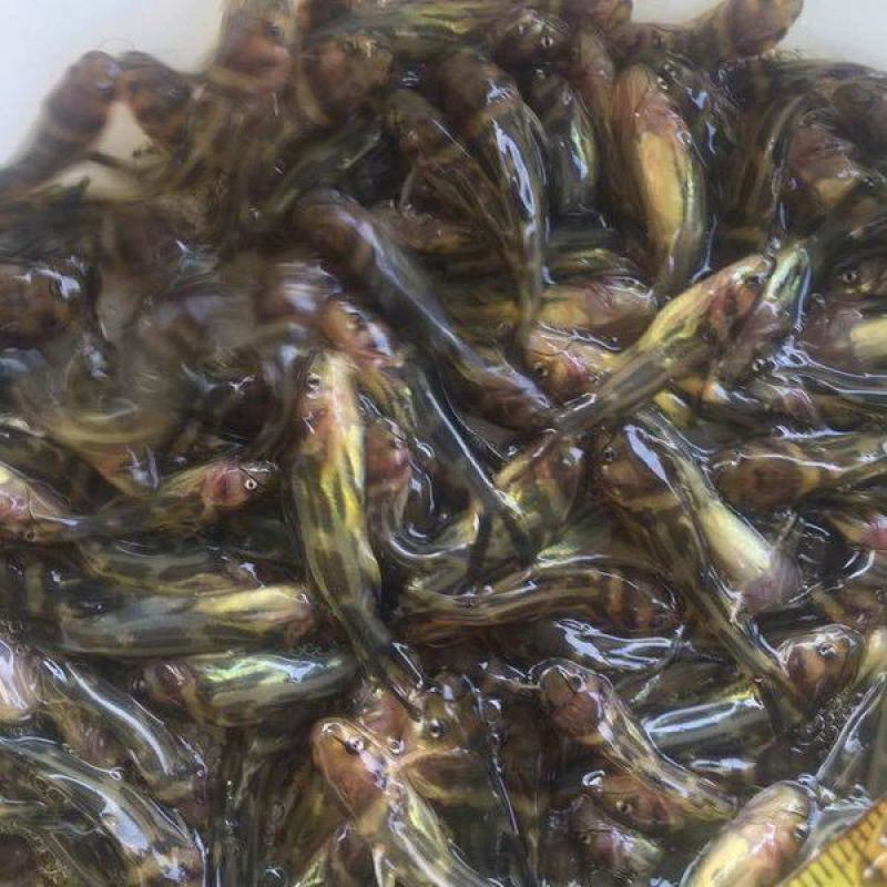 黄骨鱼苗，小鱼苗，活体鱼苗，放生鱼苗，已打疫苗成活率高