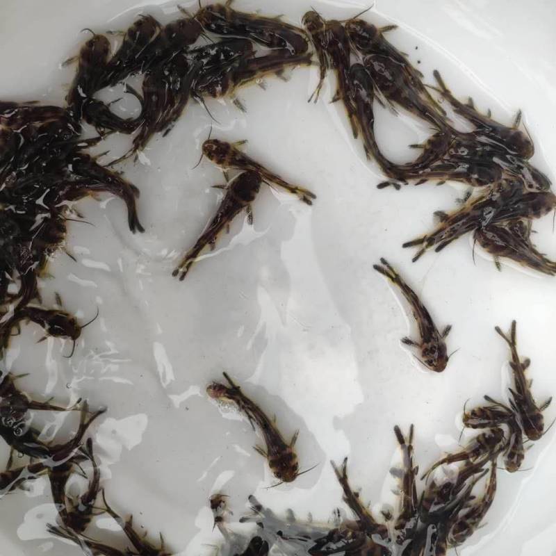 黄骨鱼苗，小鱼苗，活体鱼苗，放生鱼苗，已打疫苗成活率高