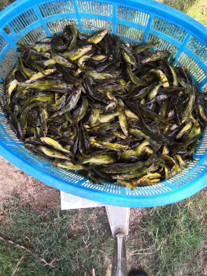 黄骨鱼苗，小鱼苗，活体鱼苗，放生鱼苗，已打疫苗成活率高