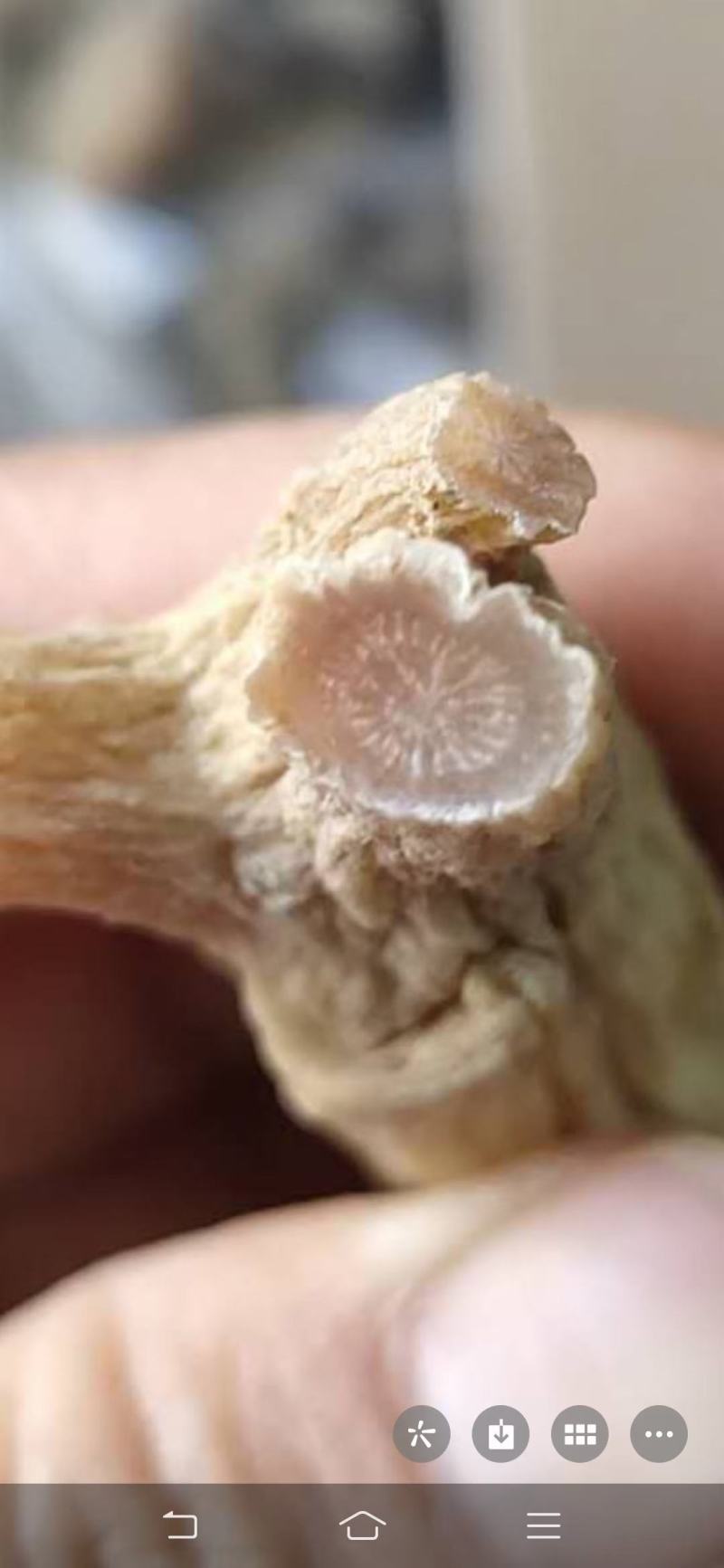 吉林长白山直发，黄皮红肉，东洋参大力参精装！