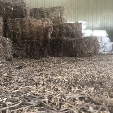 武平凉粉草（仙草）高品质可长期稳定供应凉茶仙草冻龟苓膏
