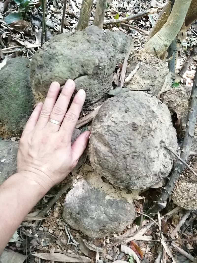 薯良